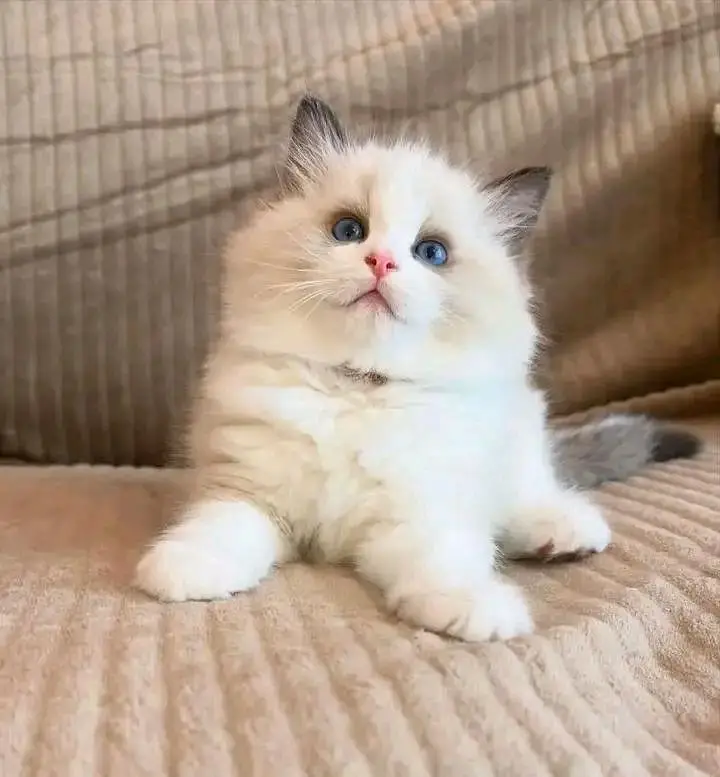 Cat Persian kittens  Kitty Blue eyes low Price OƷ480I63O63 WA&-_ — photo 4