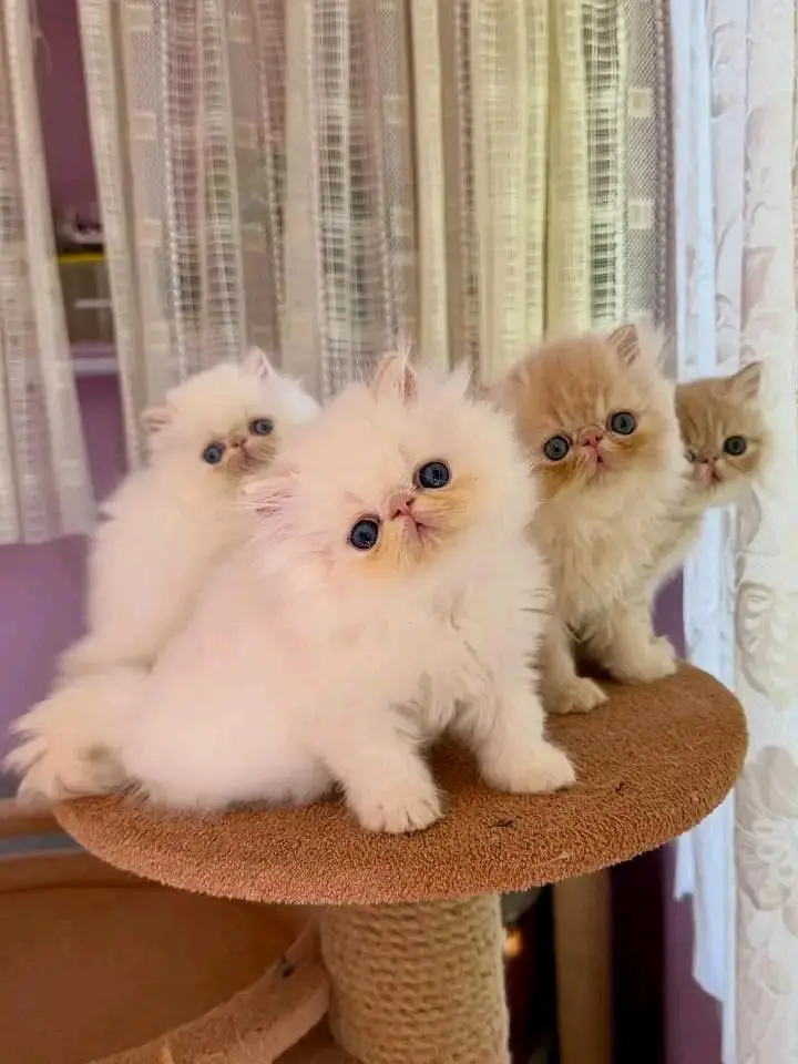 Persian | Cat | kittens |  Blue eyes | Kitty O348O163O63 WA¥£ — photo 3