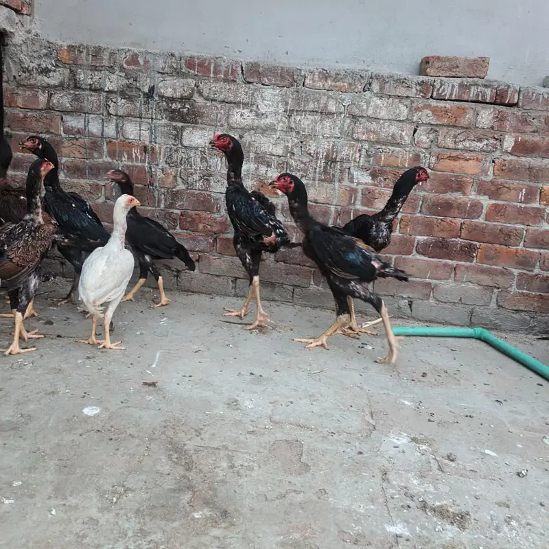 black O Shamo — photo 2