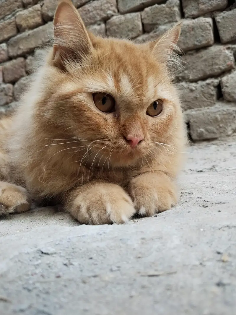 booth hi payre cat hai — photo 5