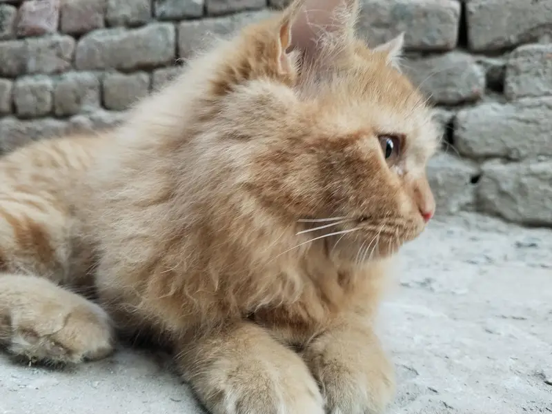 booth hi payre cat hai — photo 6