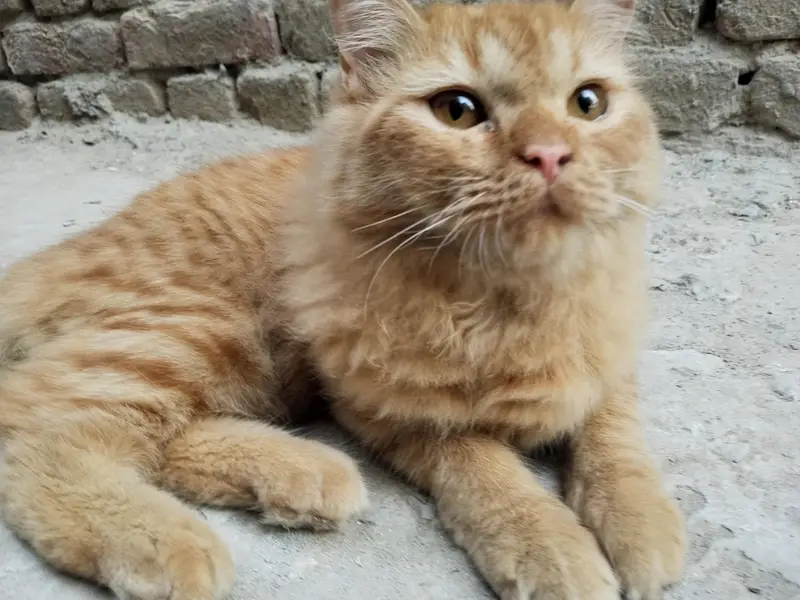 booth hi payre cat hai — photo 7
