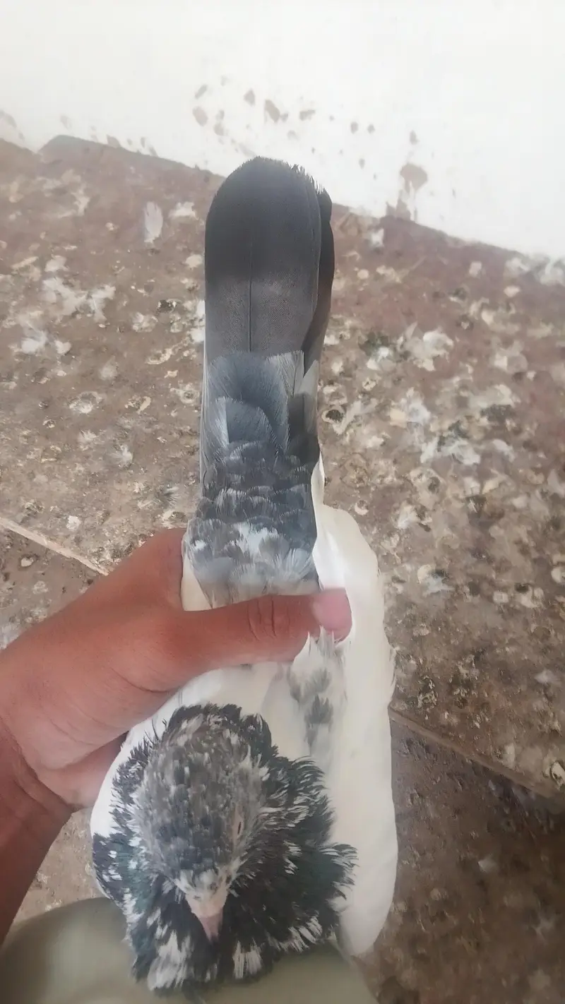 urgent sale — photo 2