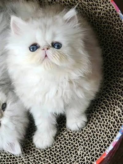 Cat | Persian | kittens | §§ Blue eyes | Kitty ⁰348⁰163⁰63 WA