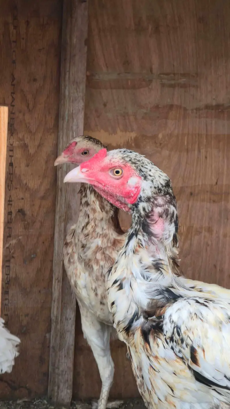 Aseel Chicken Birds – 7 Healthy Birds with Homemade Wooden Coop — photo 2