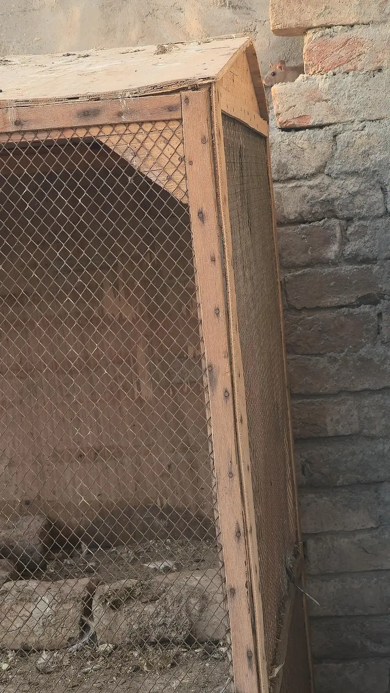 Aseel Chicken Birds – 7 Healthy Birds with Homemade Wooden Coop — photo 5