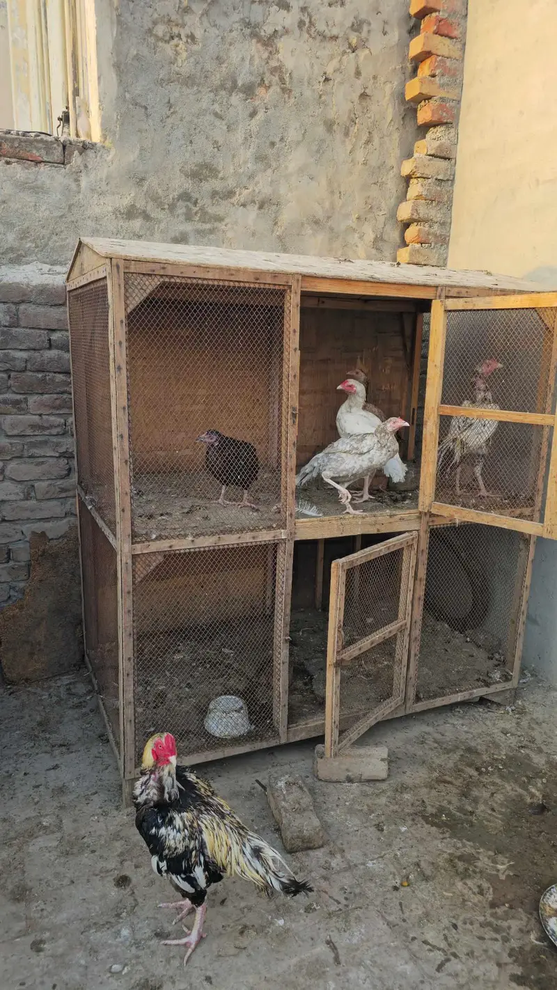 Aseel Chicken Birds – 7 Healthy Birds with Homemade Wooden Coop — photo 7