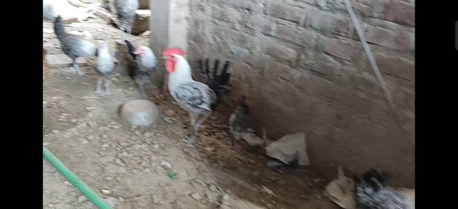 Misri male 7 piece for sale breeder active
