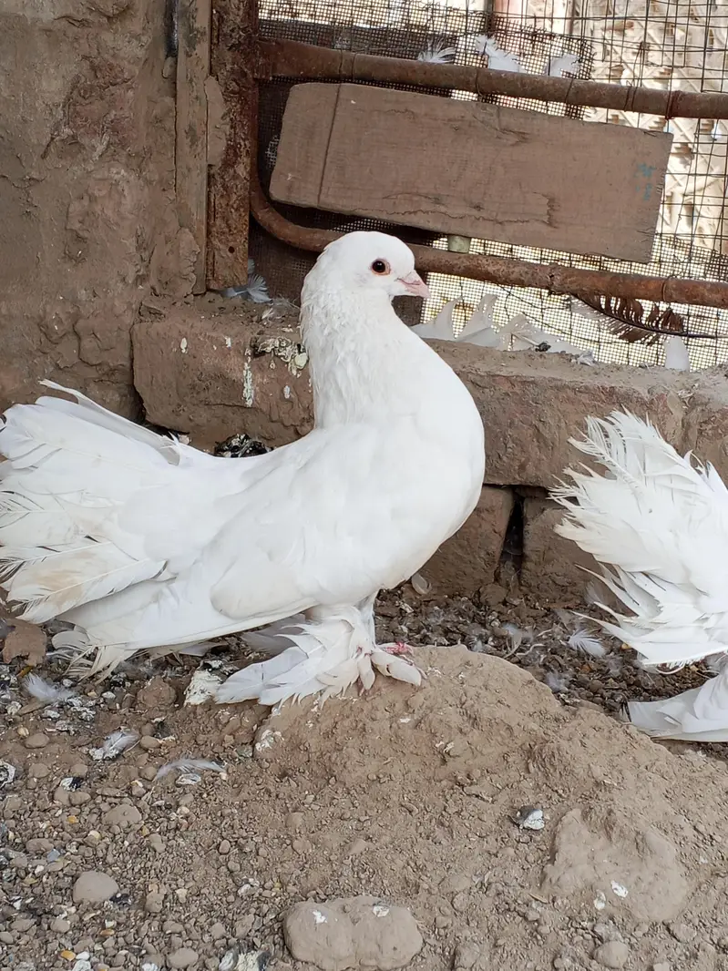 Laki Pigeons 2 — photo 4