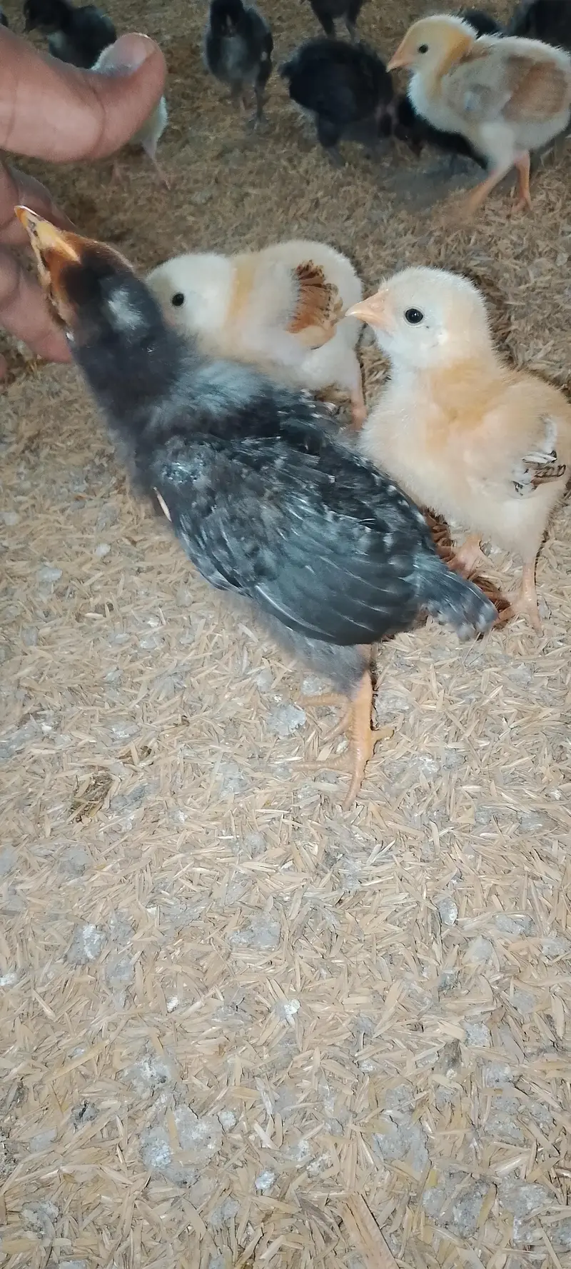 golden misri  chicks for sale 7pice 1000 me — photo 3