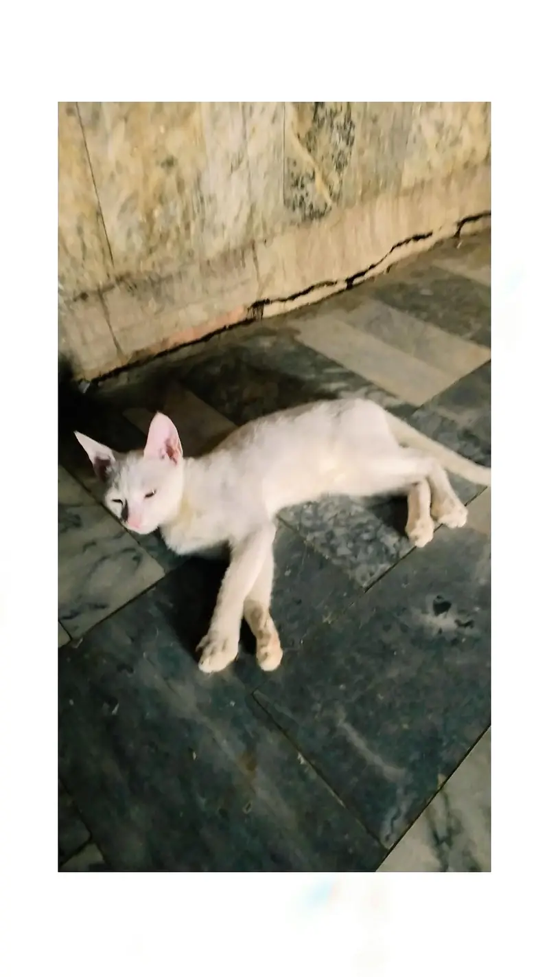 khelne wala — photo 5