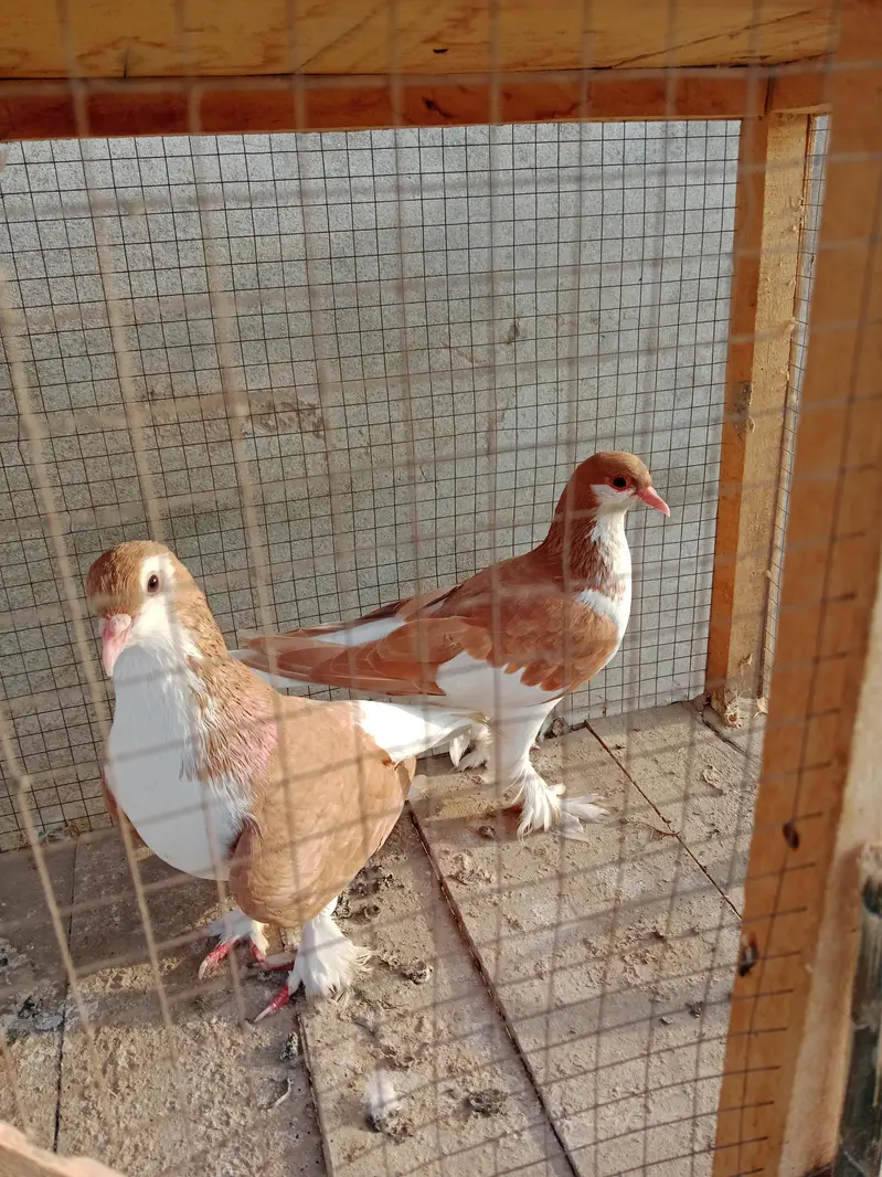 black and red sherazi pair