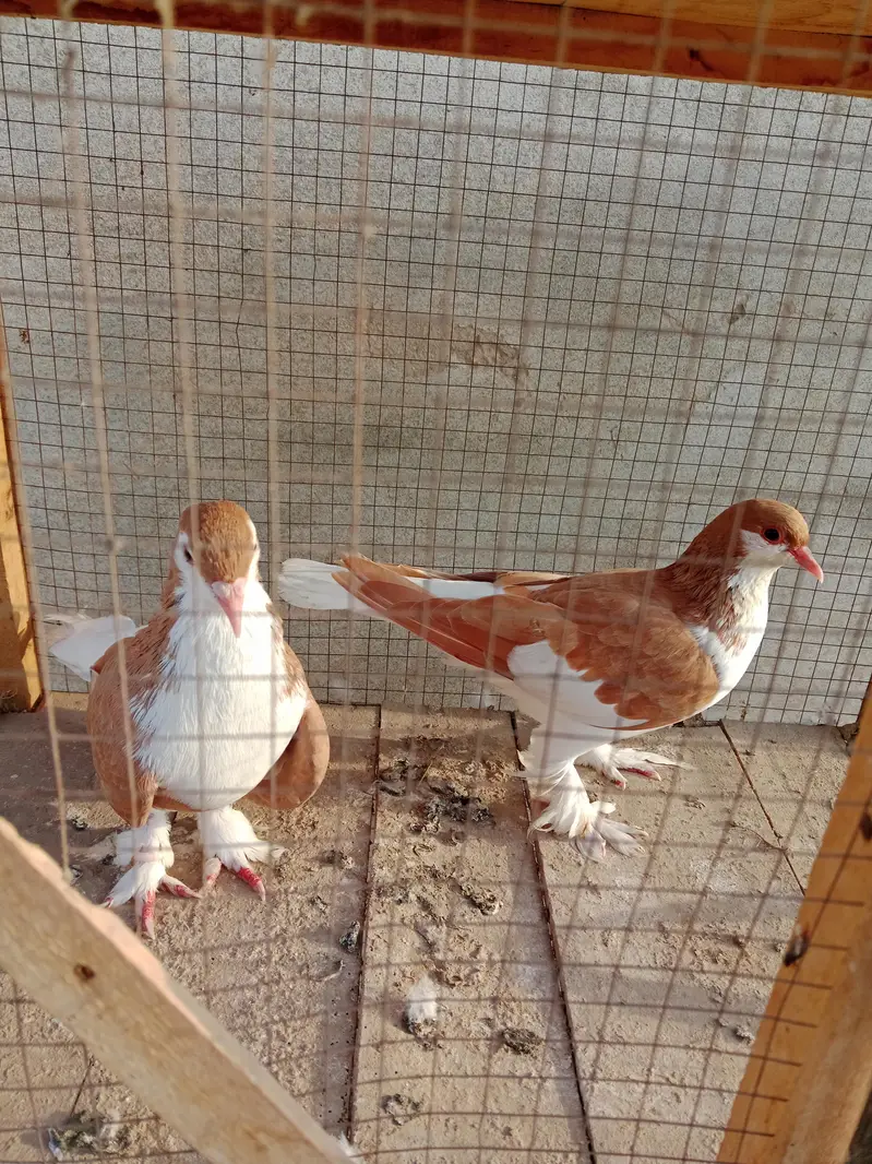 black and red sherazi pair — photo 2