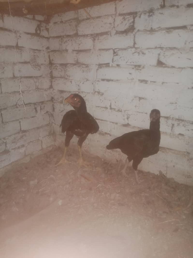 sindhi aseel pair 0