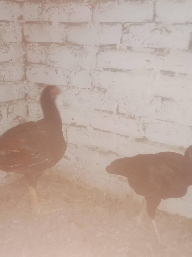 sindhi aseel pair 2