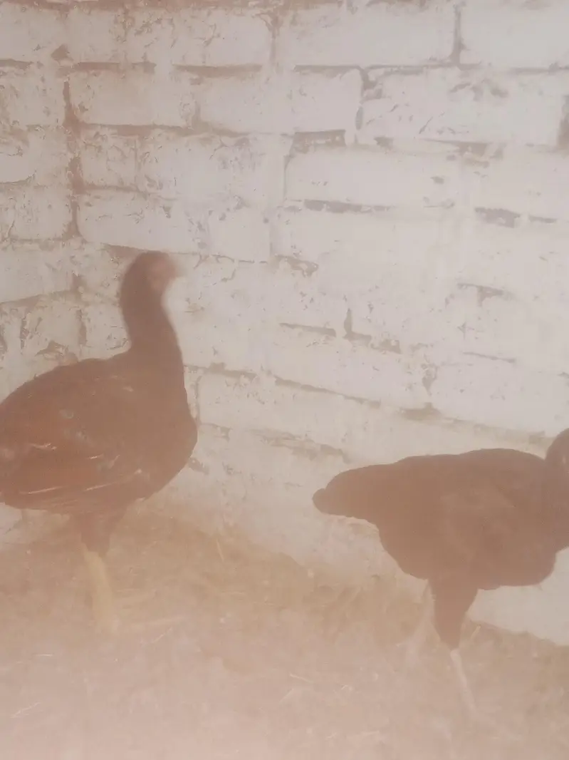 sindhi aseel pair — photo 3