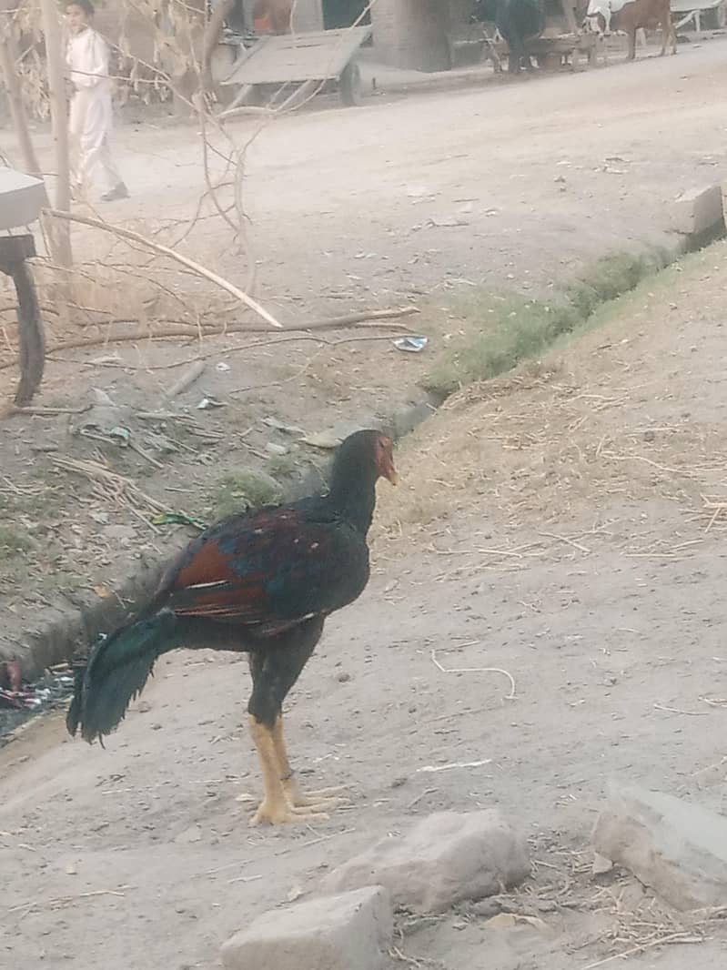 sindhi aseel pair 3