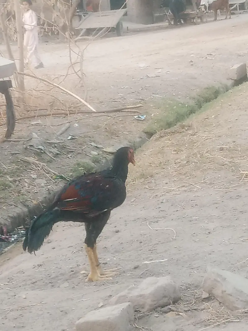 sindhi aseel pair — photo 4