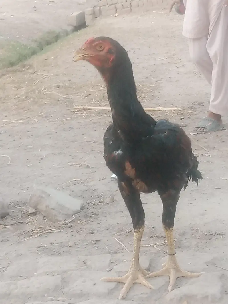 sindhi aseel pair — photo 7