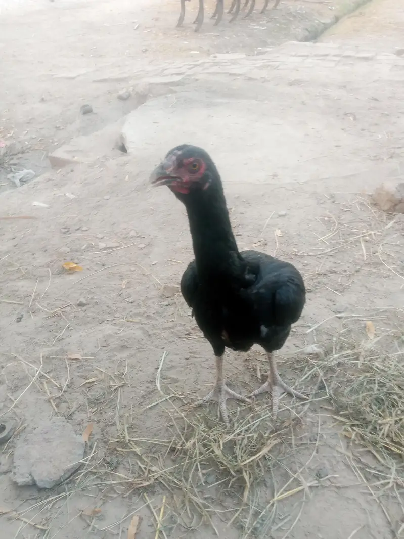 sindhi aseel pair — photo 8