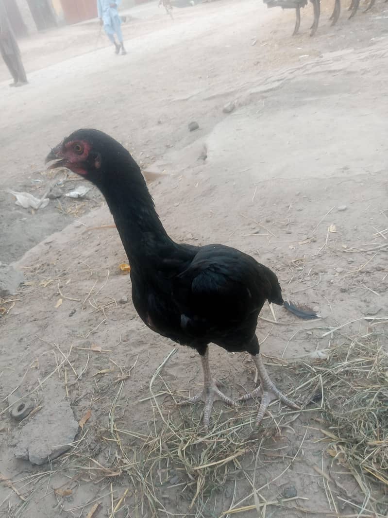 sindhi aseel pair 9