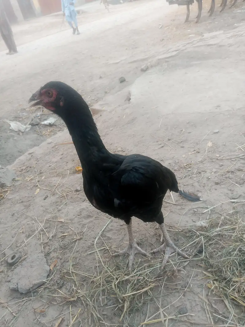 sindhi aseel pair — photo 10