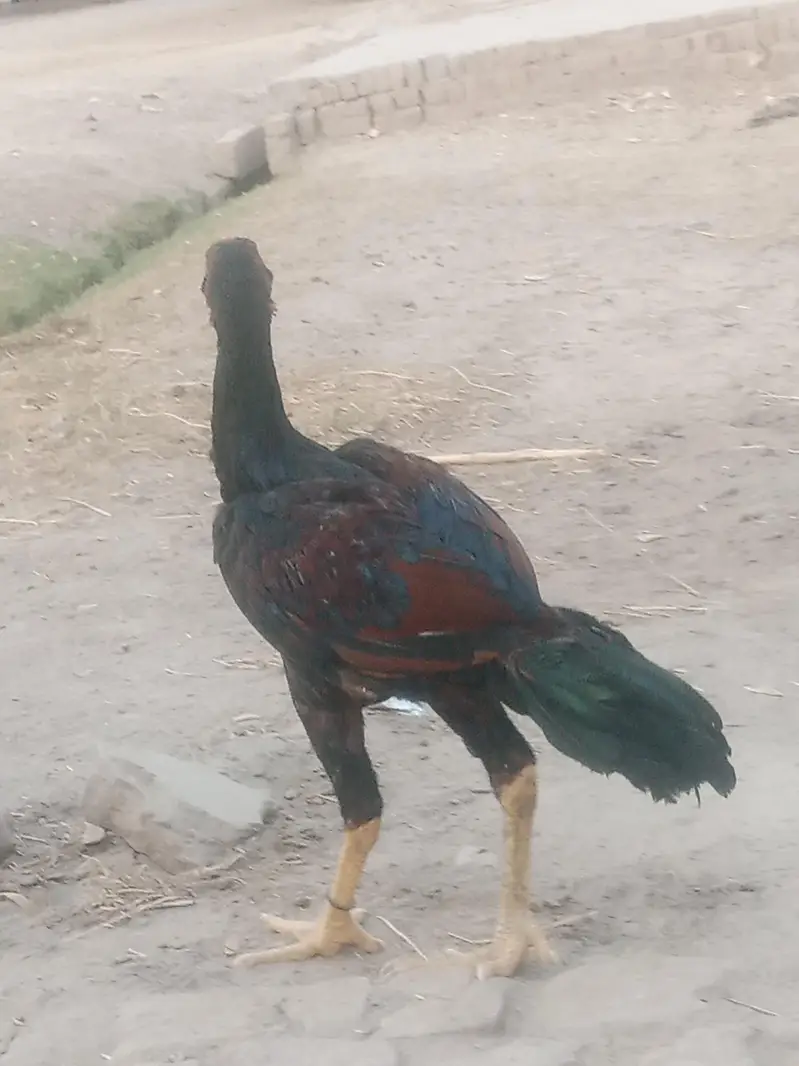 sindhi aseel pair — photo 11