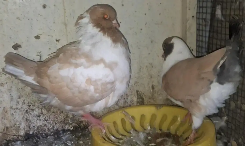 Ghazi Modena ready to breed pair for sale. — photo 4