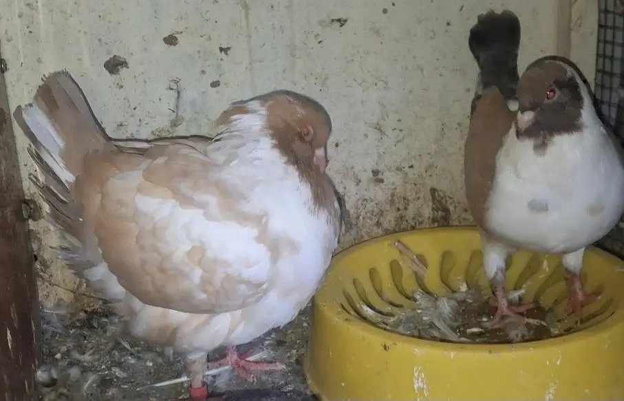 Ghazi Modena ready to breed pair for sale. — photo 7