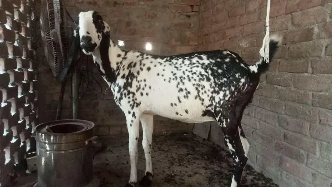 Makhi Cheeni Bakri For Sale — photo 2