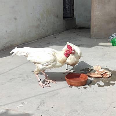 Heera full aseel