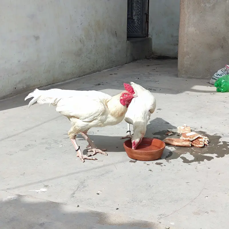 Heera full aseel — photo 3