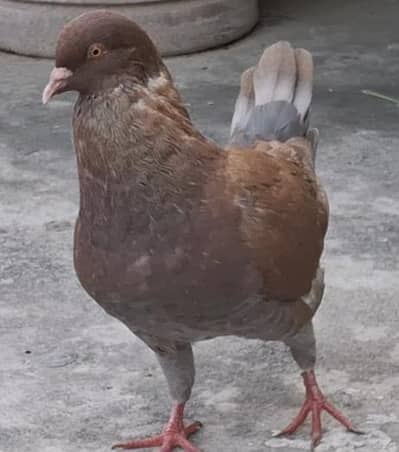 Red king Young ready to breed male for sale.