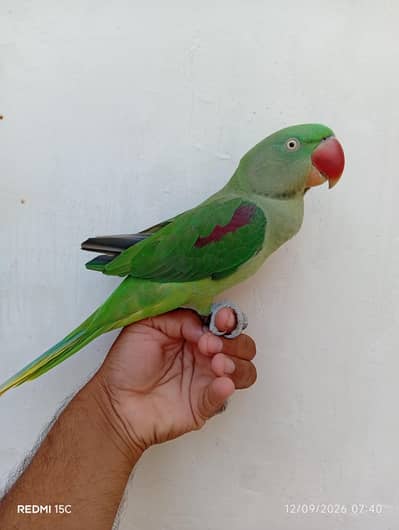 what ap 03452041561