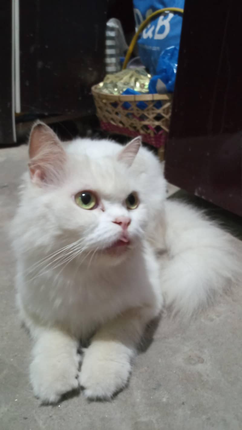 Persian cat 0