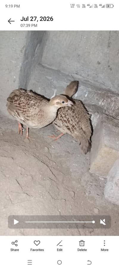 Irani pair