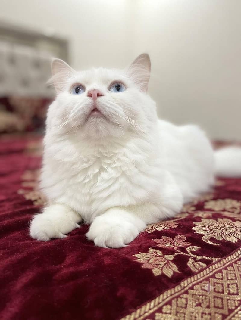 Persian cat 0