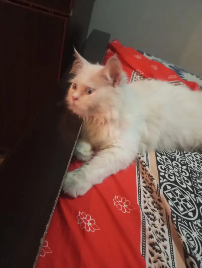 Persian cat — photo 2