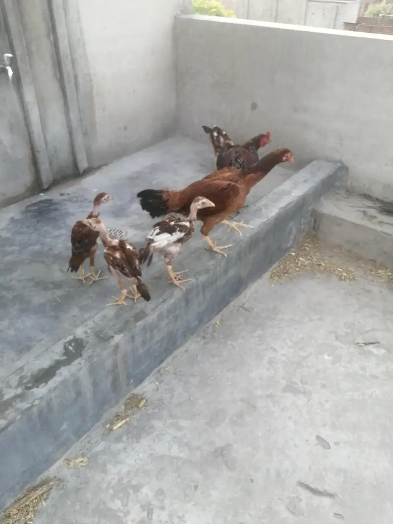 Aseel jora or 4 bachey — photo 2
