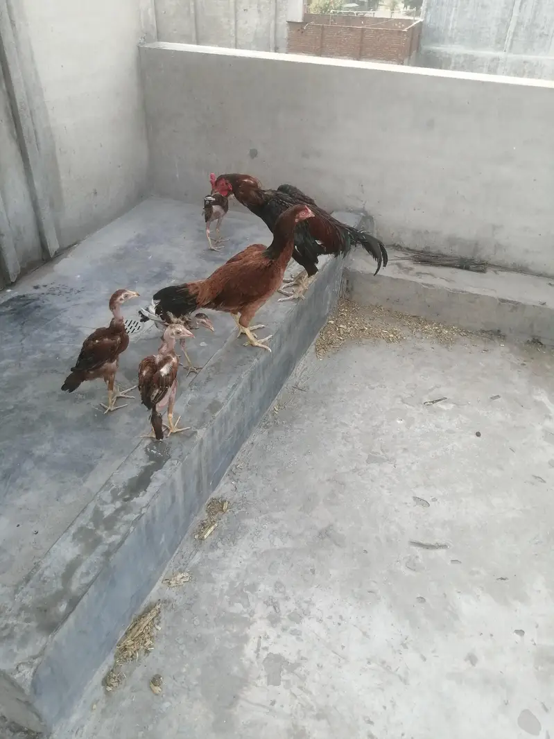 Aseel jora or 4 bachey — photo 3