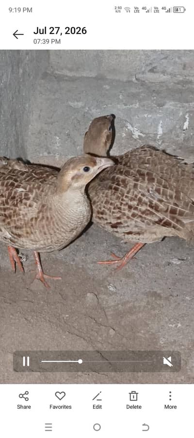 Irani pair