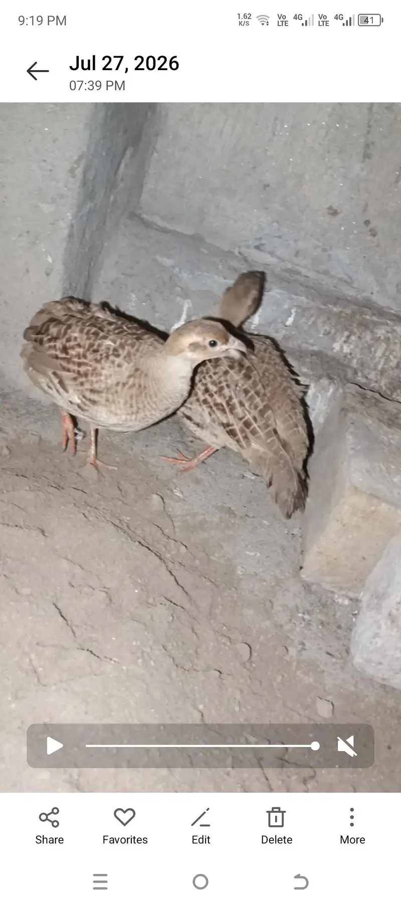 Irani pair — photo 3