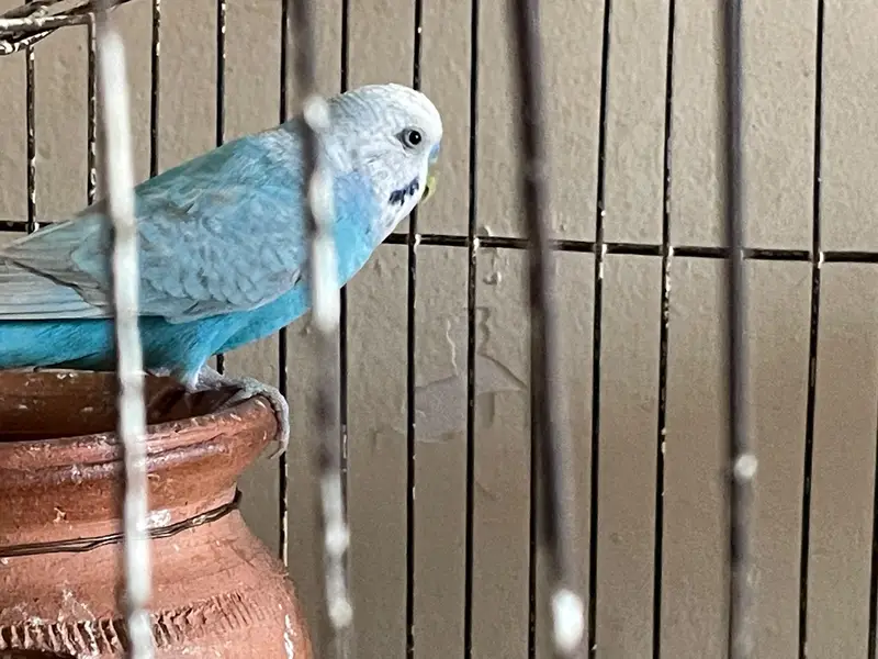 Australian pair and cage — photo 2