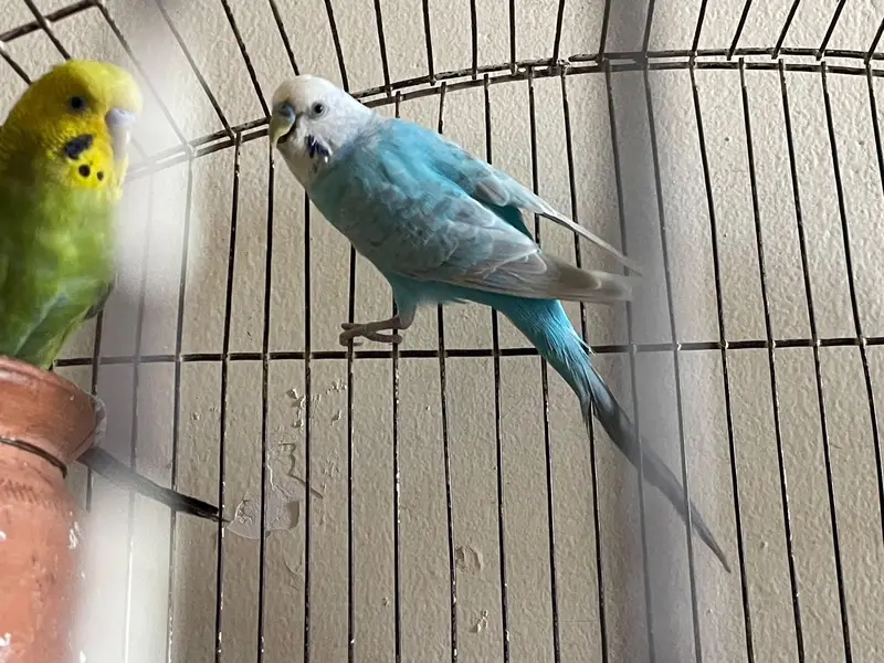 Australian pair and cage — photo 3