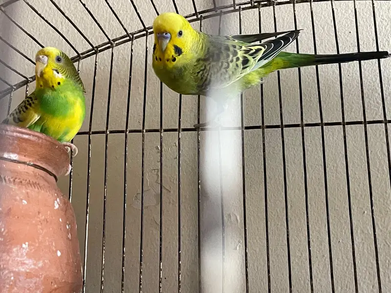 Australian pair and cage — photo 5