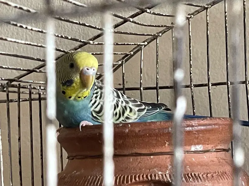 Australian pair and cage — photo 6