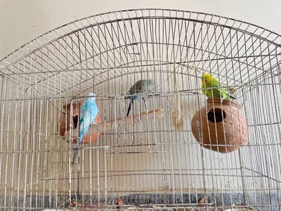 Australian pair and cage.