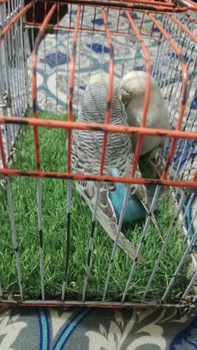 lutino back fril red eyes breader pair.