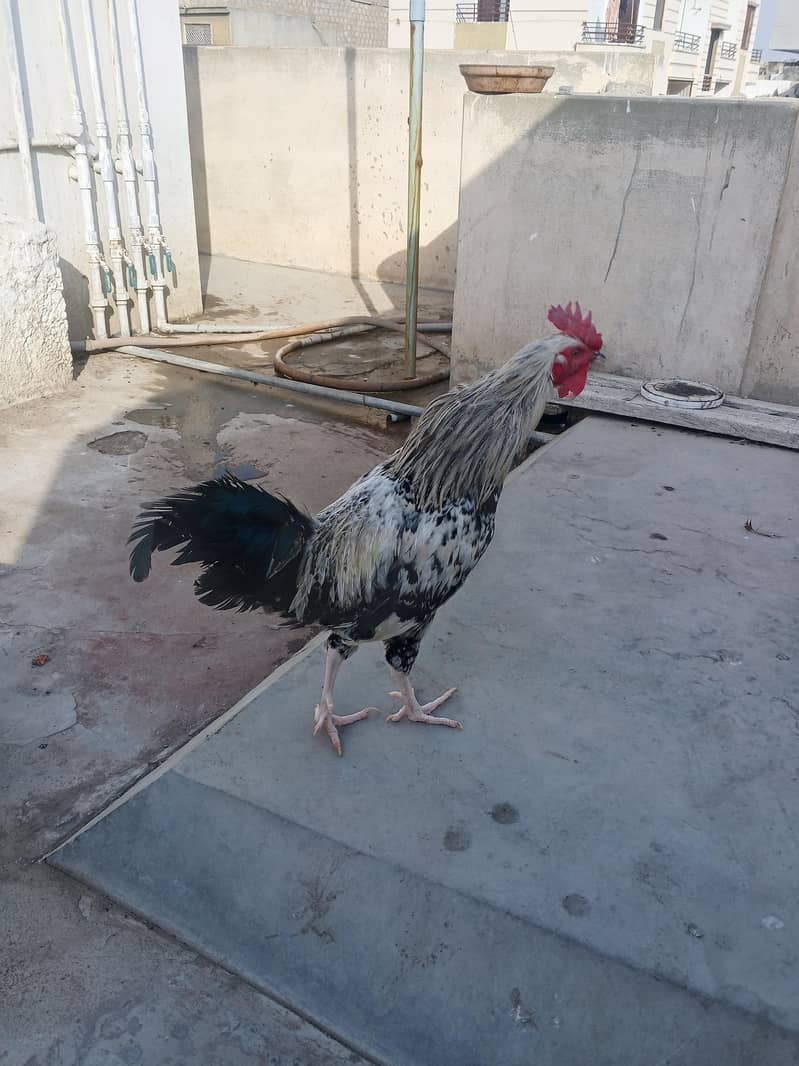 murga 0