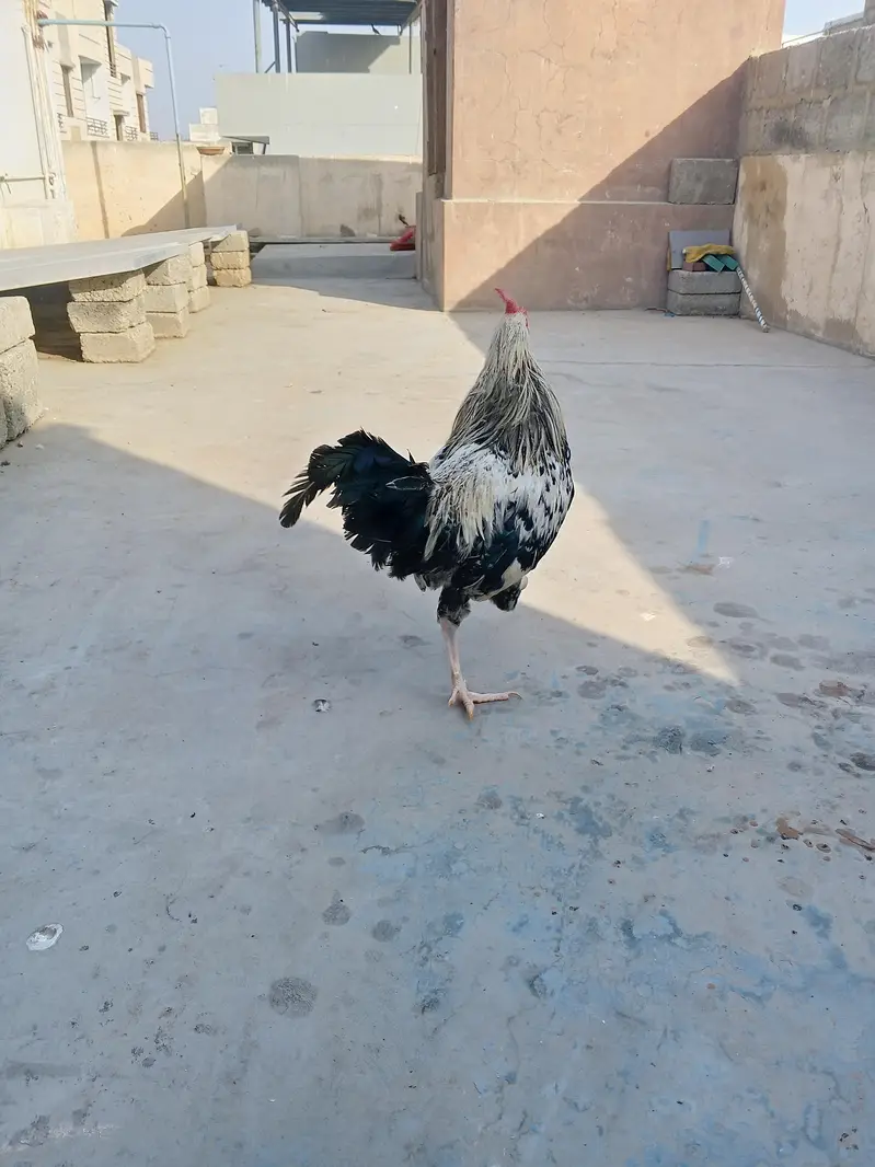 murga — photo 4